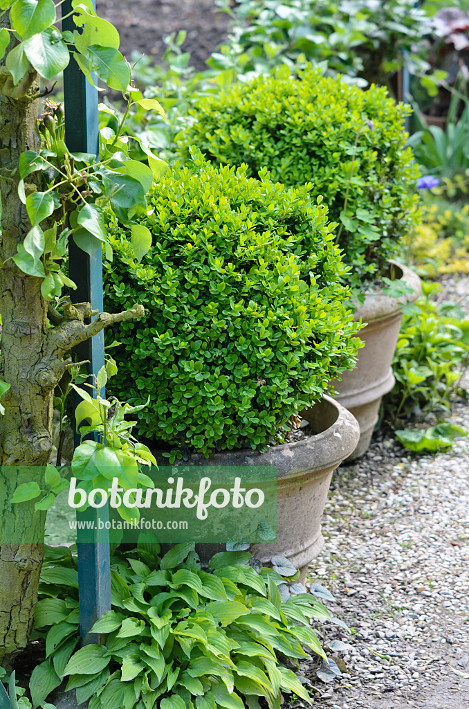 533231 - Common boxwood (Buxus sempervirens) in flower tubs