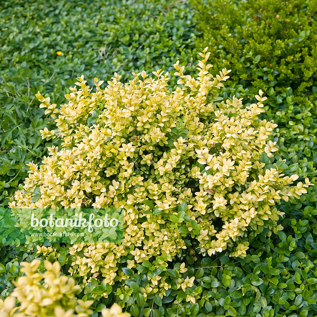 502124 - Common boxwood (Buxus sempervirens 'Latifolia Maculata')