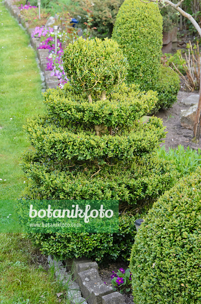 531087 - Common boxwood (Buxus sempervirens) with conical shape