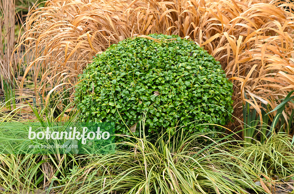 553100 - Common boxwood (Buxus sempervirens) with spherical shape