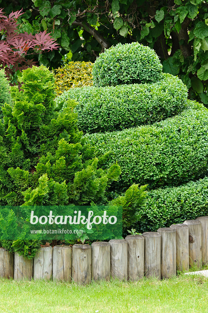 473187 - Common boxwood (Buxus sempervirens) with spiral shape