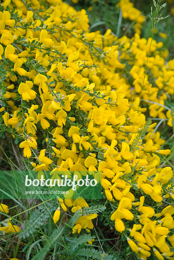 490056 - Common broom (Cytisus scoparius)