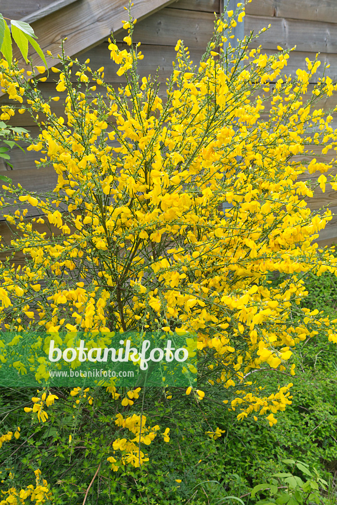 544152 - Common broom (Cytisus scoparius)