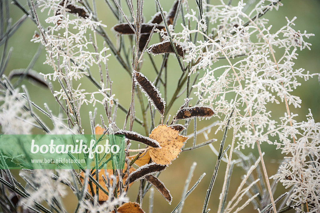 547138 - Common broom (Cytisus scoparius)