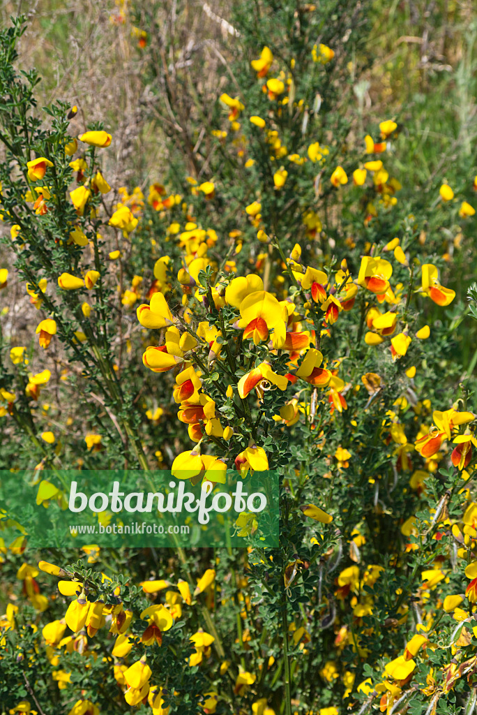 556114 - Common broom (Cytisus scoparius)