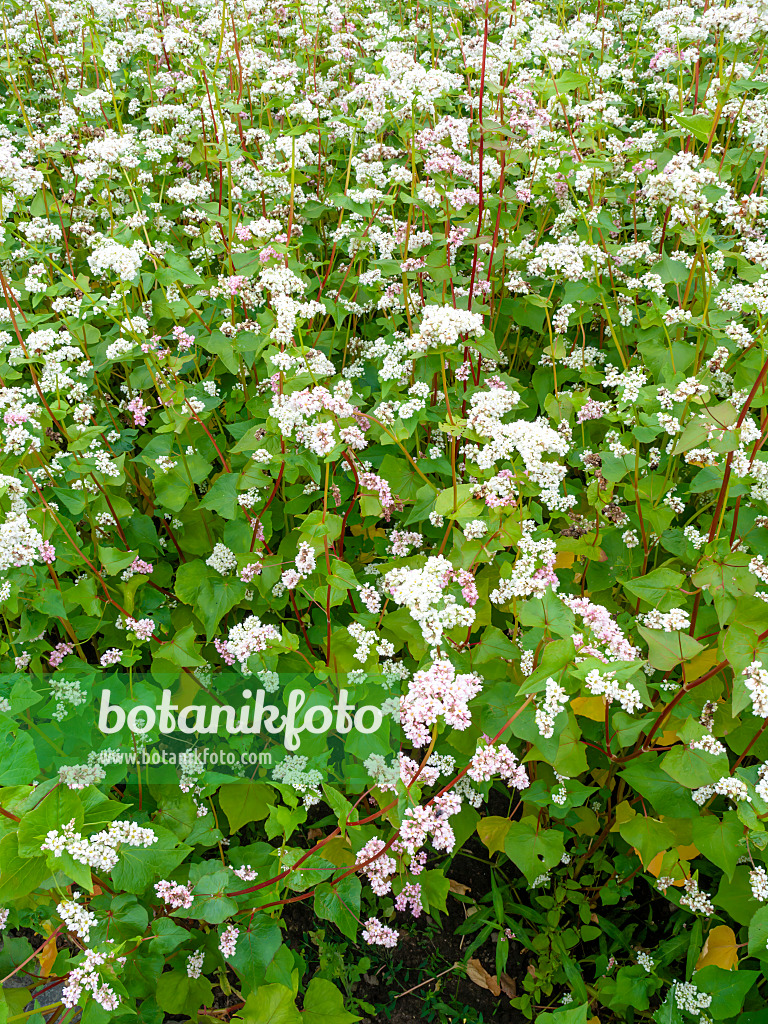 462152 - Common buckwheat (Fagopyrum esculentum)