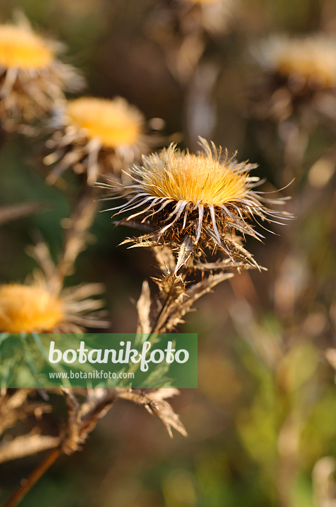 478085 - Common carline thistle (Carlina vulgaris)