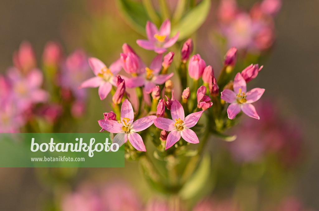 534230 - Common centaury (Centaurium erythraea)