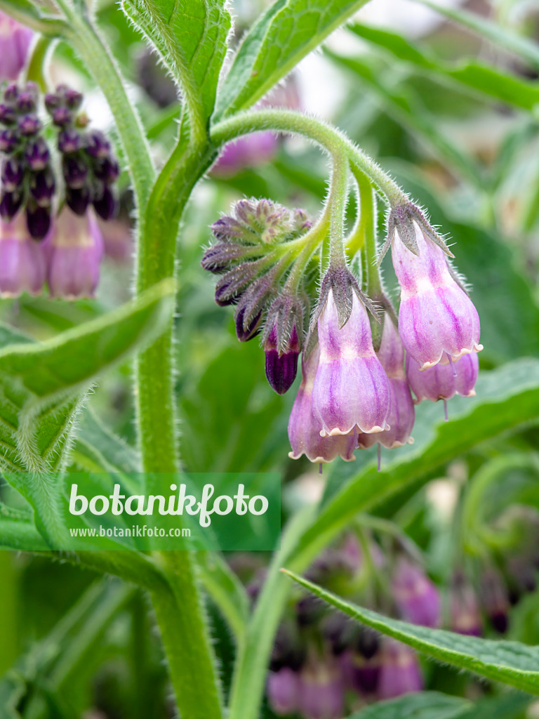 437330 - Common comfrey (Symphytum officinale)