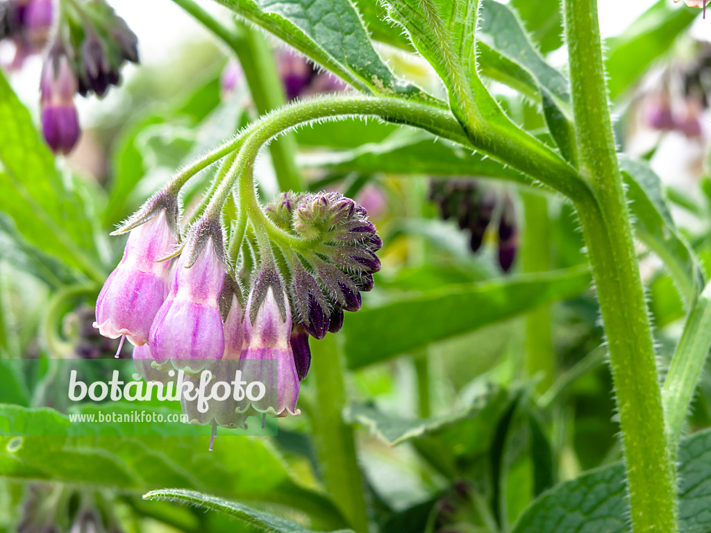 437332 - Common comfrey (Symphytum officinale)