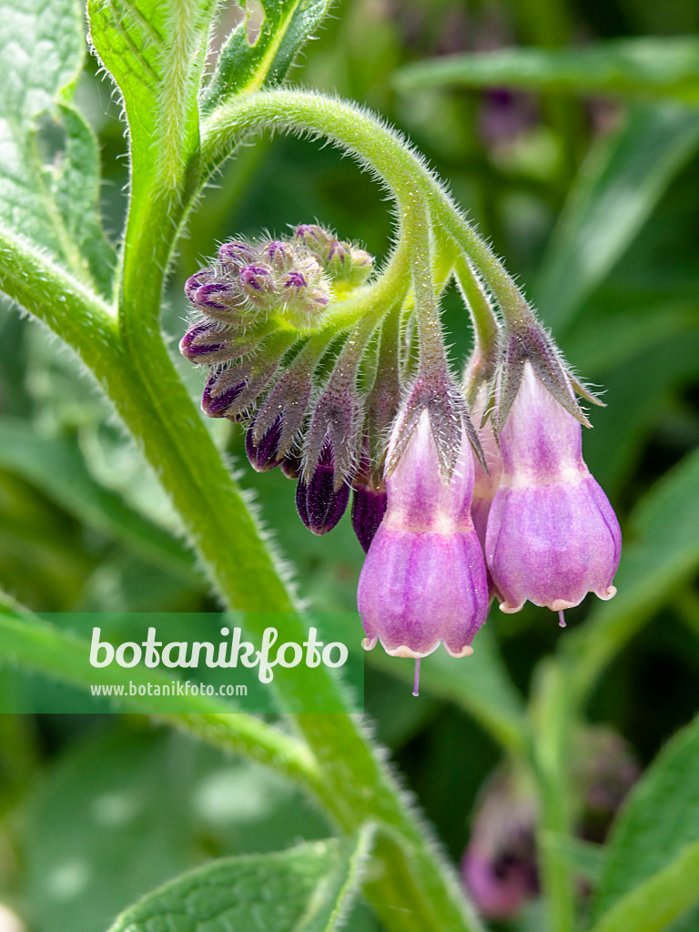 437333 - Common comfrey (Symphytum officinale)