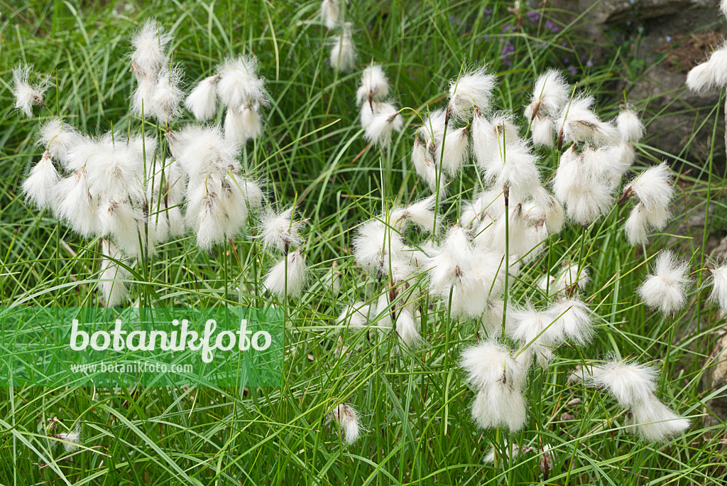 608068 - Common cotton grass (Eriophorum angustifolium)