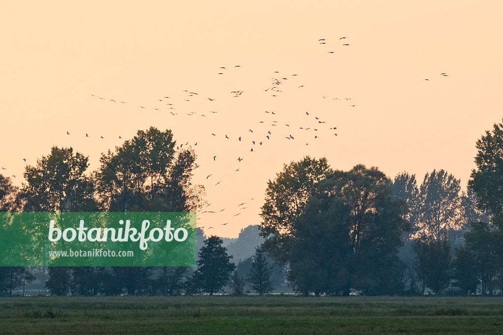 561098 - Common cranes (Grus grus) near Linum, Germany