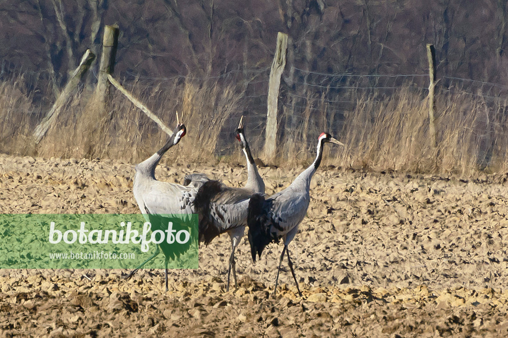 554044 - Common cranes (Grus grus) on a field, Brandenburg, Germany