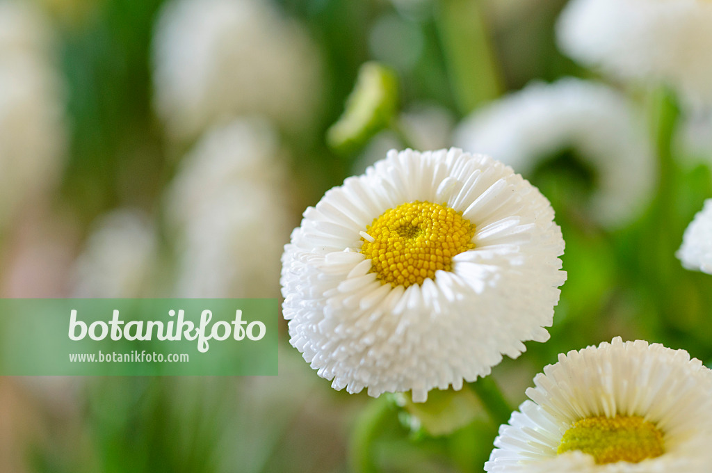 483183 - Common daisy (Bellis perennis)