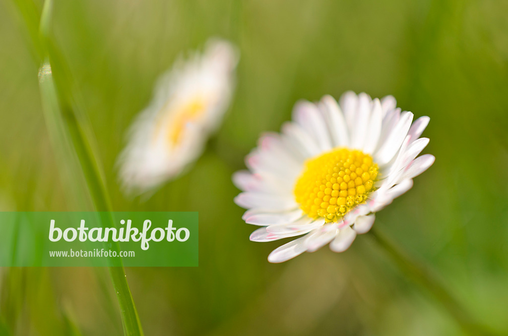 507060 - Common daisy (Bellis perennis)