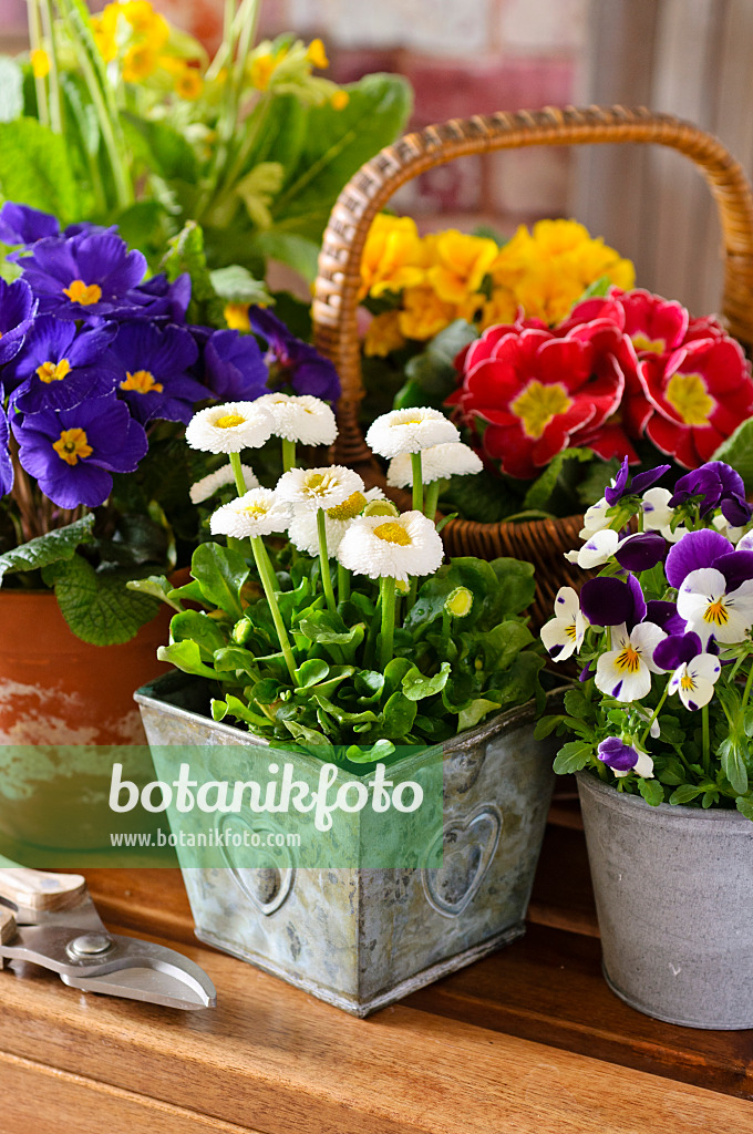 483081 - Common daisy (Bellis perennis), comon primroses (Primula vulgaris syn. Primula acaulis) and horned pansies (Viola cornuta)