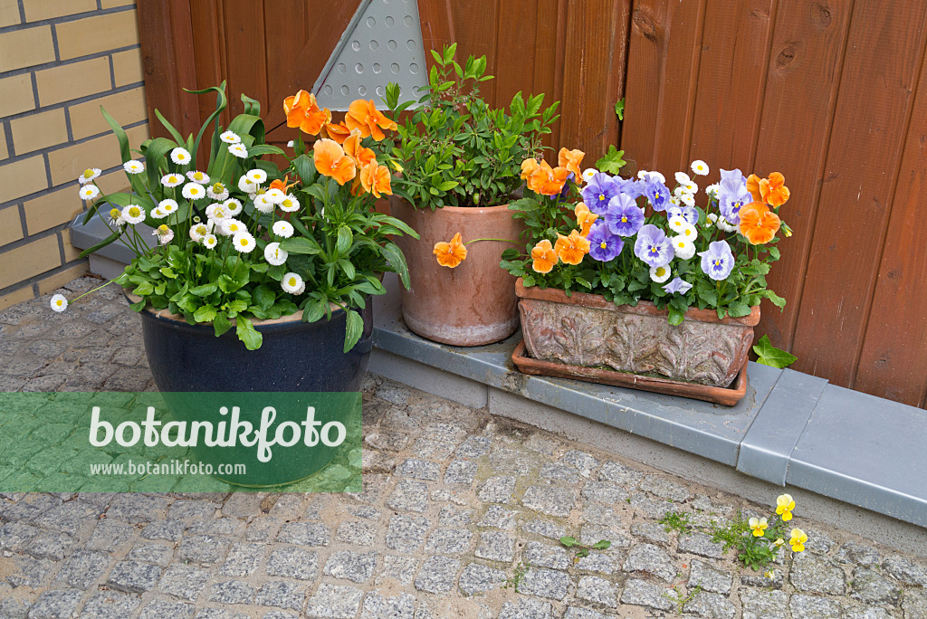 544159 - Common daisy (Bellis perennis) and violets (Viola) in flower tubs