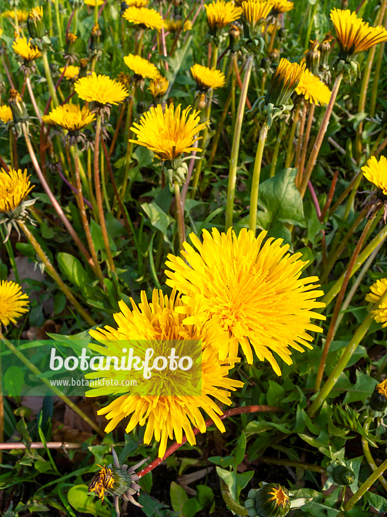 459046 - Common dandelion (Taraxacum officinale)