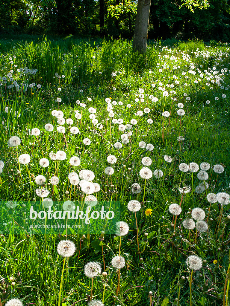 460080 - Common dandelion (Taraxacum officinale)