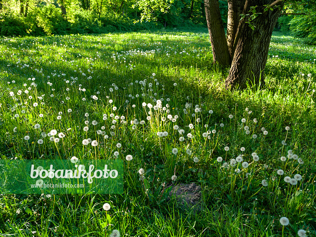 460082 - Common dandelion (Taraxacum officinale)