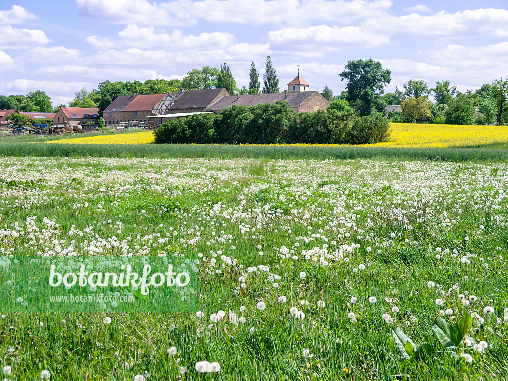 523248 - Common dandelion (Taraxacum officinale)