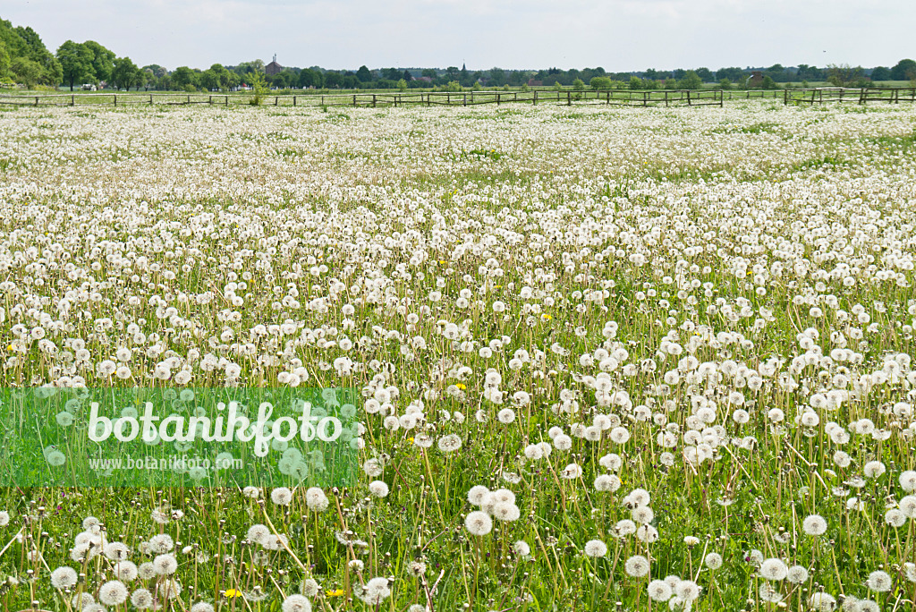 532009 - Common dandelion (Taraxacum officinale)