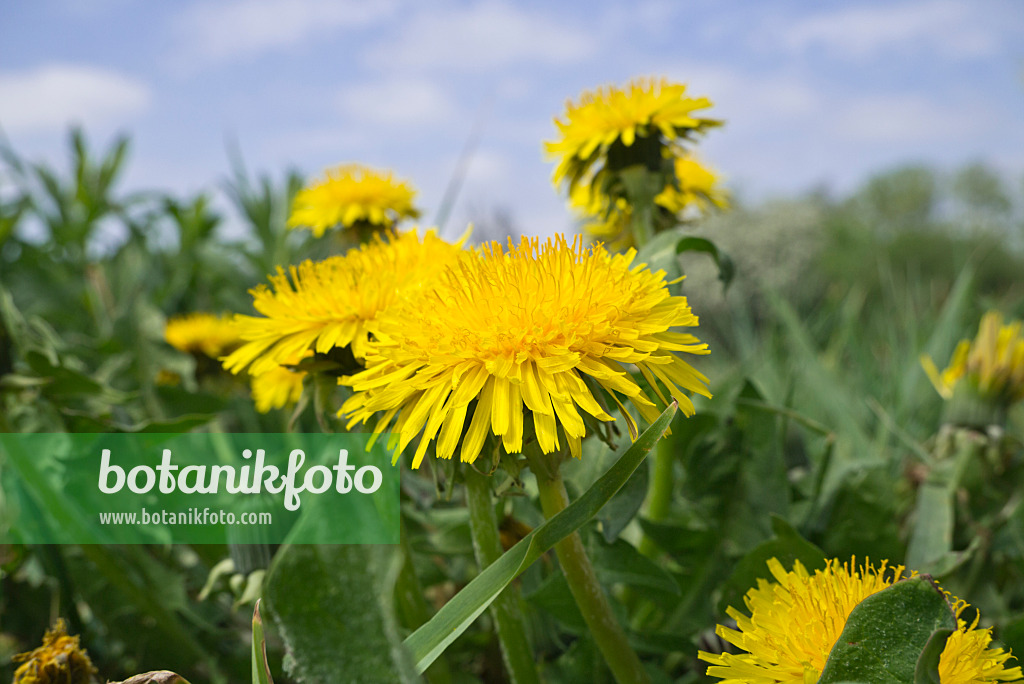 608042 - Common dandelion (Taraxacum officinale)