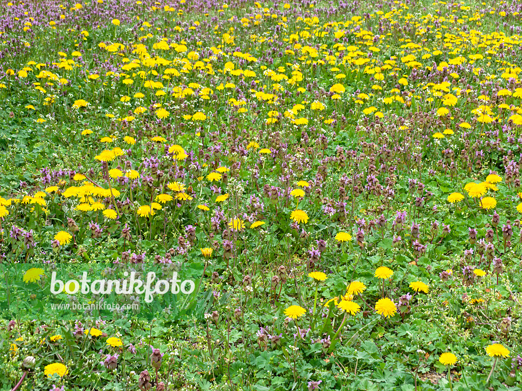 483339 - Common dandelion (Taraxacum officinale) and red dead nettle (Lamium purpureum)