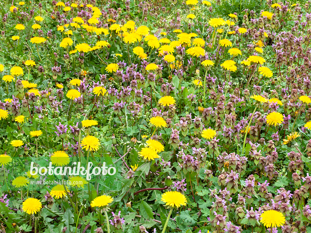 483340 - Common dandelion (Taraxacum officinale) and red dead nettle (Lamium purpureum)