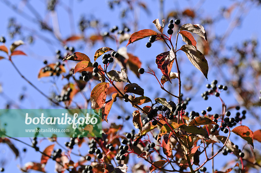 500232 - Common dogwood (Cornus sanguinea)