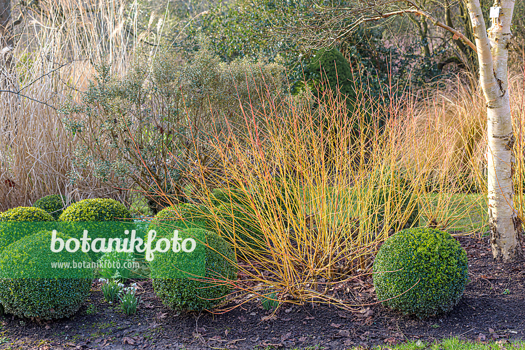 607035 - Common dogwood (Cornus sanguinea 'Midwinter Fire') and boxwoods (Buxus)