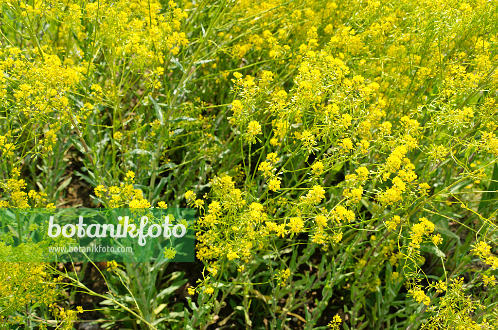 484285 - Common dyer's weed (Isatis tinctoria)