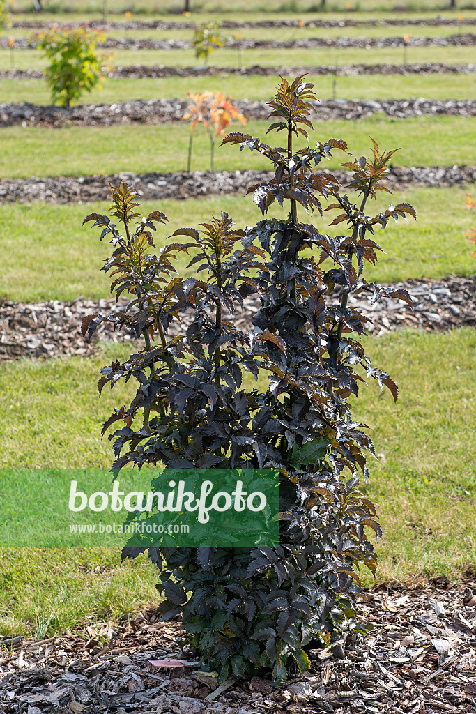 616345 - Common elder (Sambucus nigra 'Black Tower')