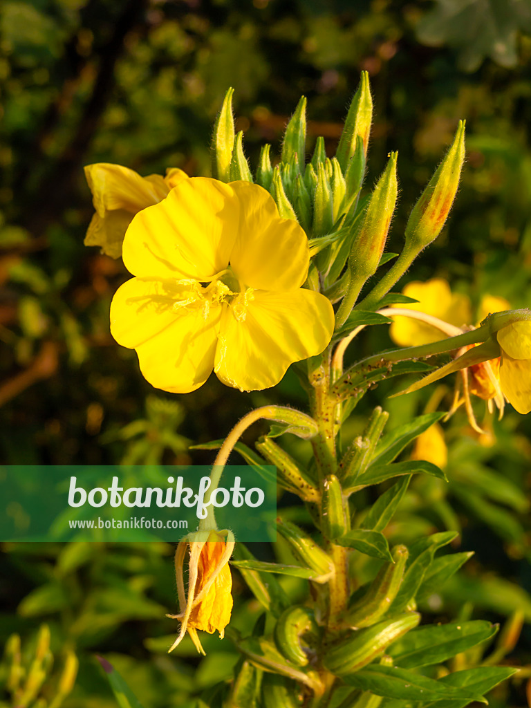 462183 - Common evening primrose (Oenothera biennis)