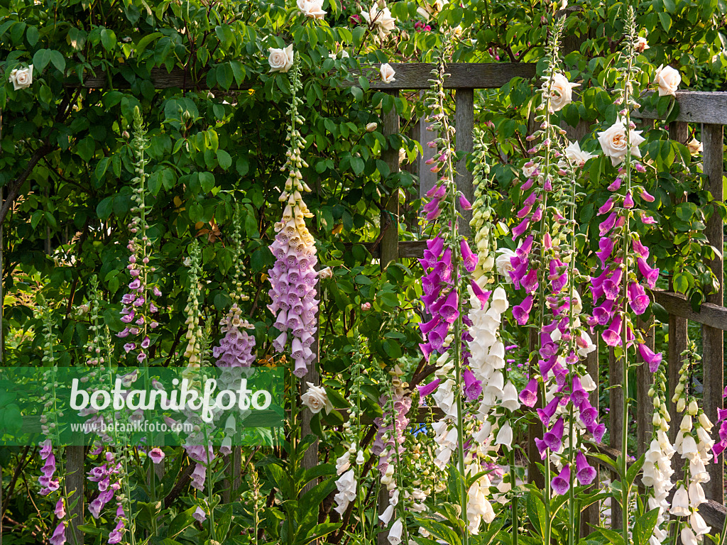 414049 - Common foxglove (Digitalis purpurea)