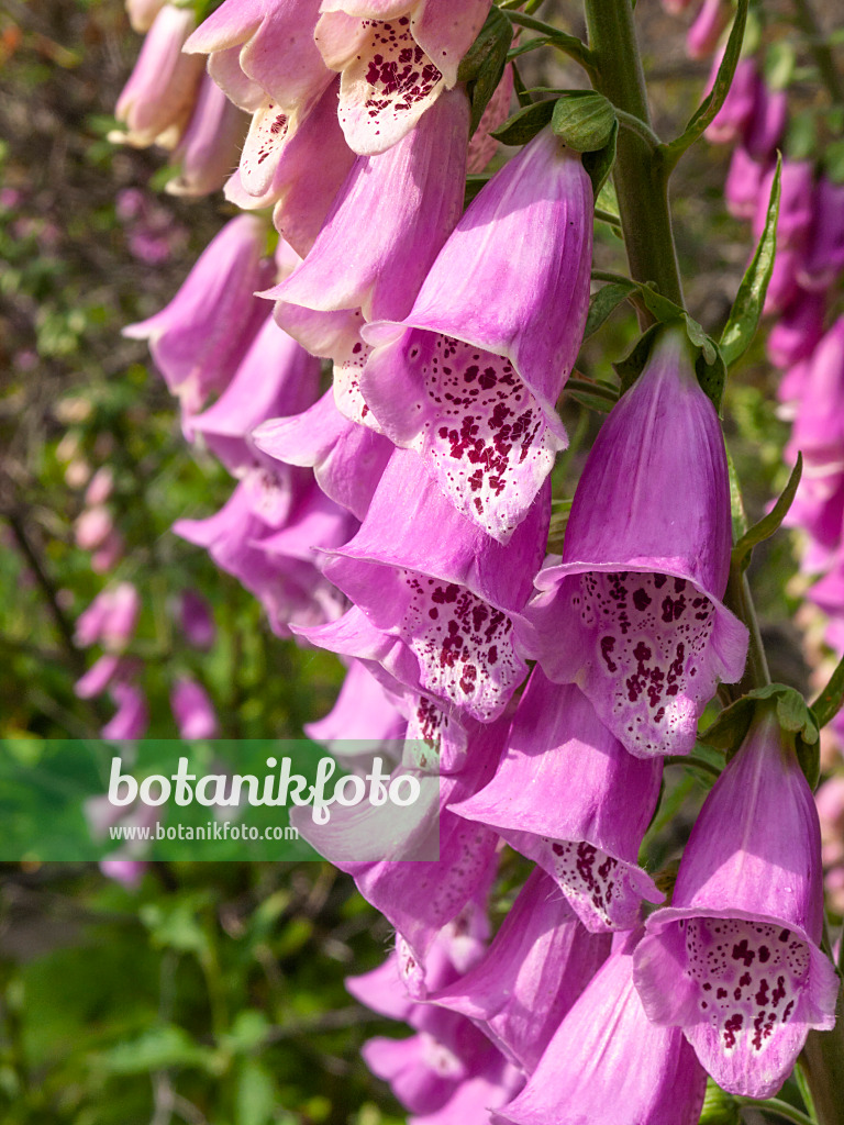 414051 - Common foxglove (Digitalis purpurea)