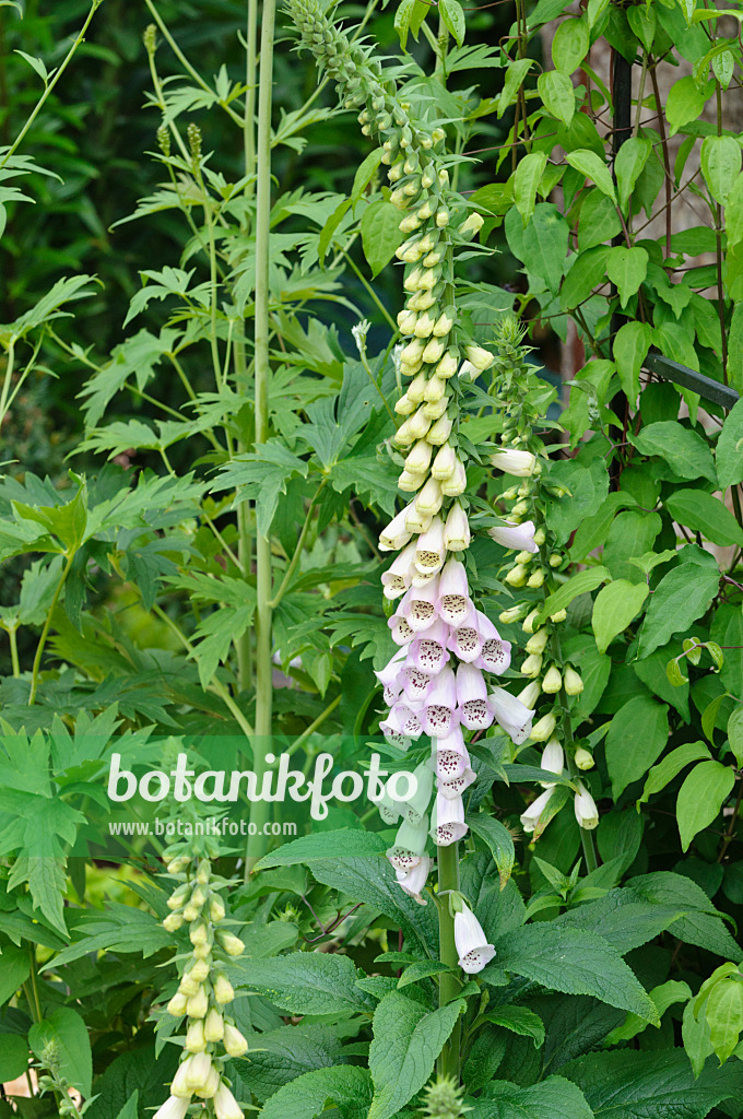 473104 - Common foxglove (Digitalis purpurea)