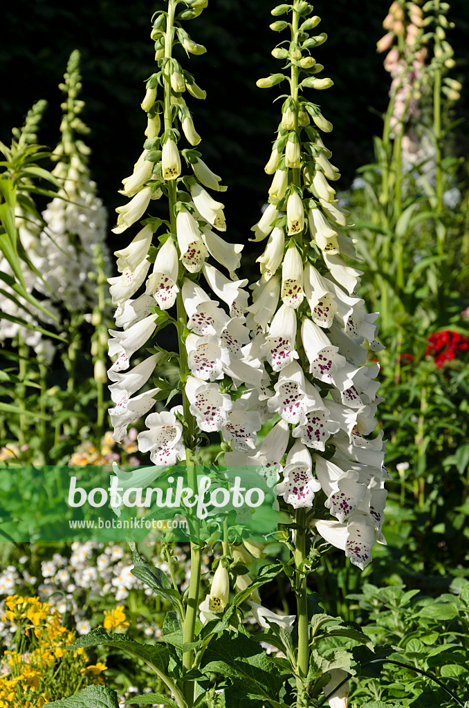 508197 - Common foxglove (Digitalis purpurea 'Camelot White')