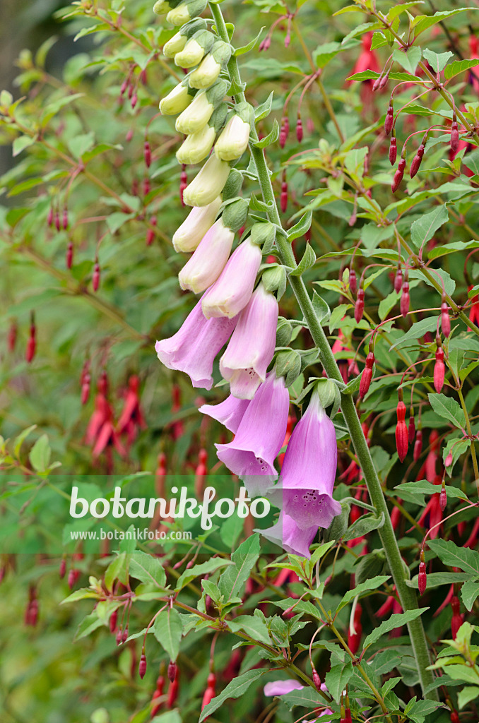 521333 - Common foxglove (Digitalis purpurea) and fuchsia (Fuchsia)