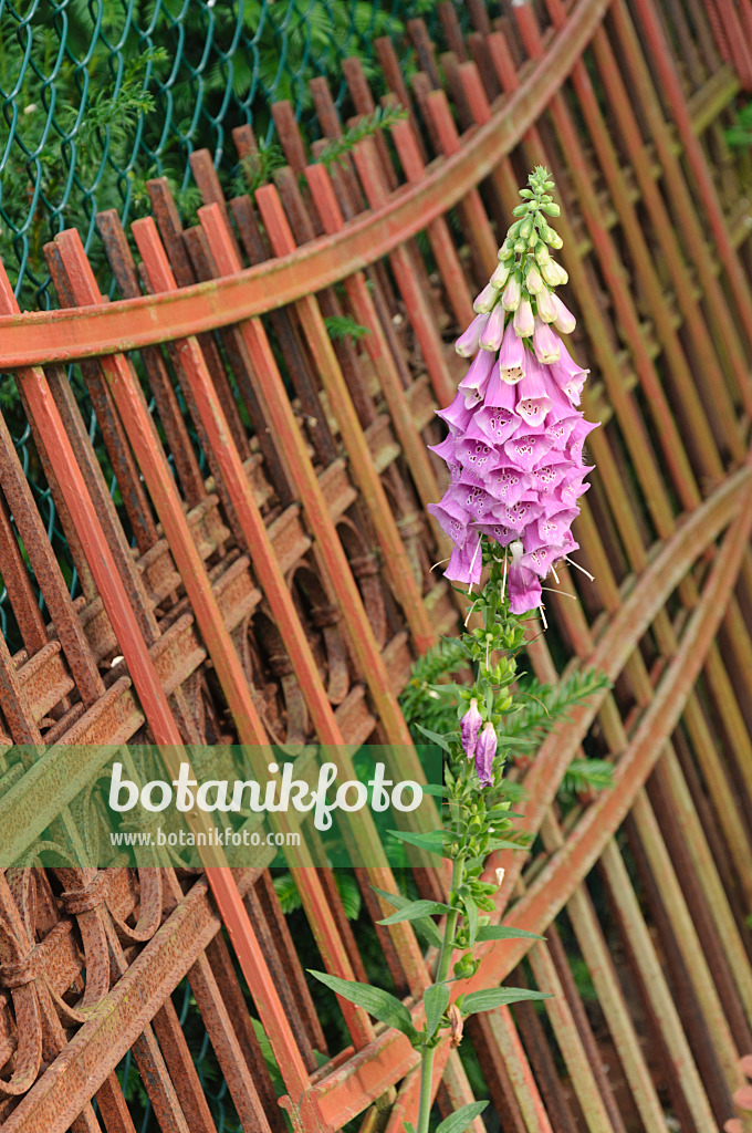 486037 - Common foxglove (Digitalis purpurea) in front of a rusty garden fence