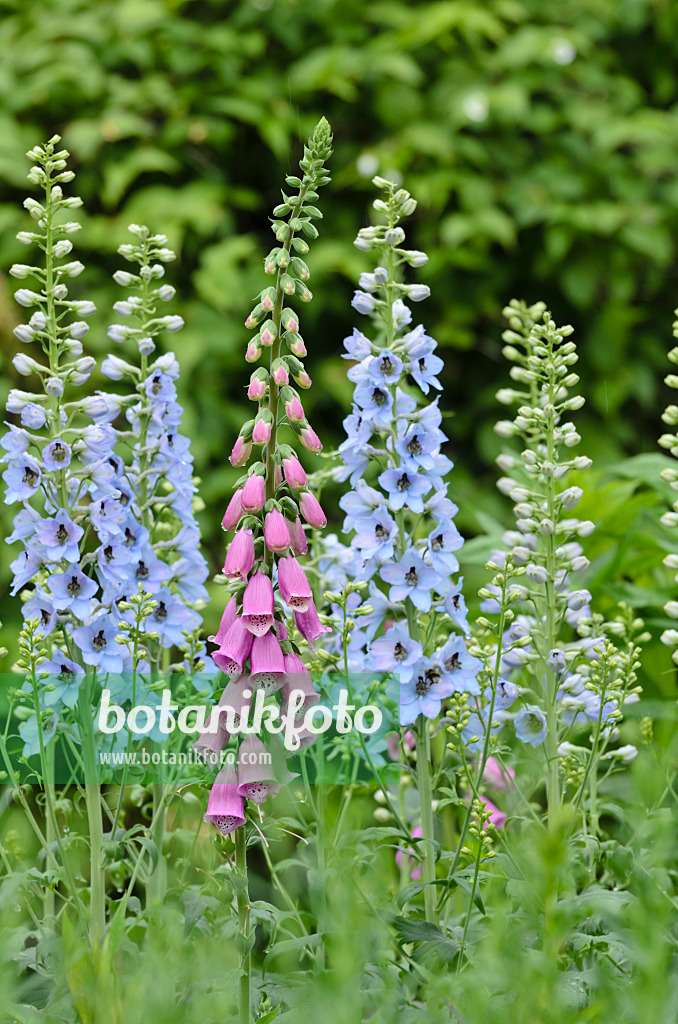 508570 - Common foxglove (Digitalis purpurea) and larkspur (Delphinium elatum)