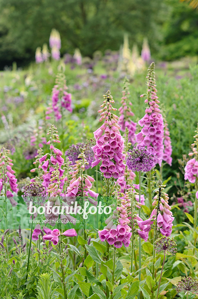 533575 - Common foxglove (Digitalis purpurea) and ornamental onion (Allium)