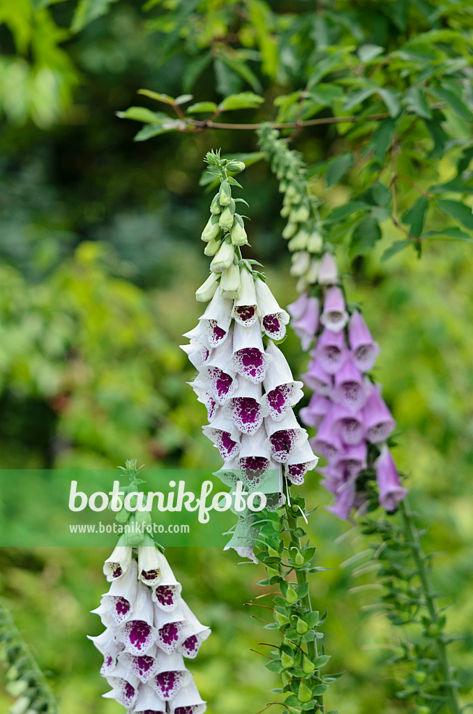 521148 - Common foxglove (Digitalis purpurea 'Pam's Choice')