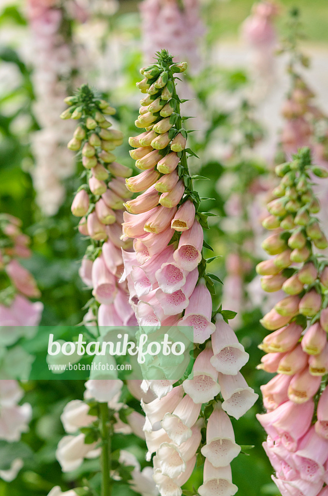 545087 - Common foxglove (Digitalis purpurea 'Pink Gin')