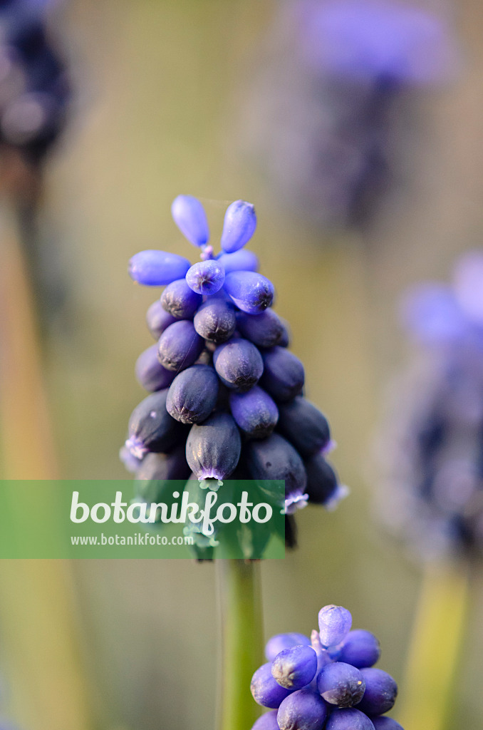 543008 - Common grape hyacinth (Muscari neglectum)