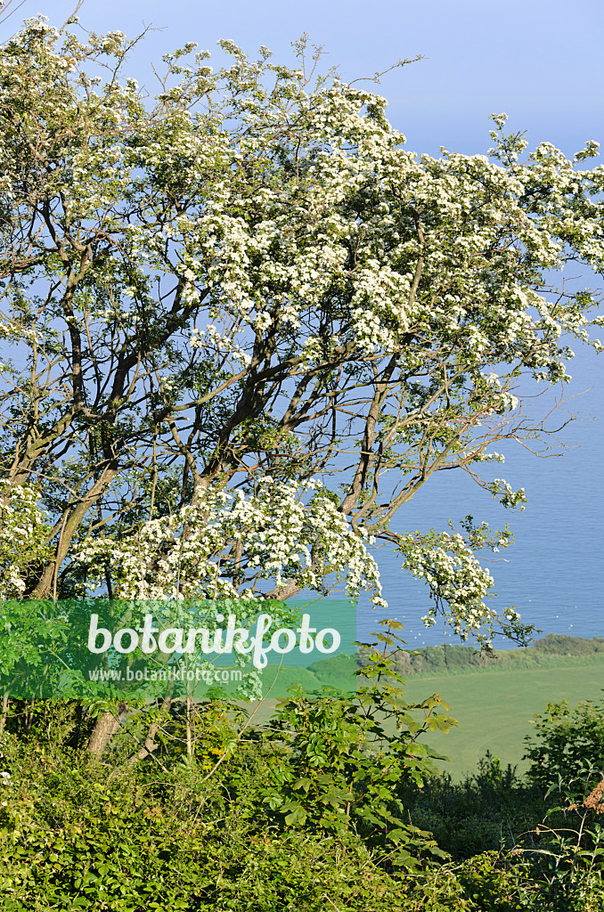 533373 - Common hawthorn (Crataegus monogyna), Beachy Head, South Downs National Park, Great Britain