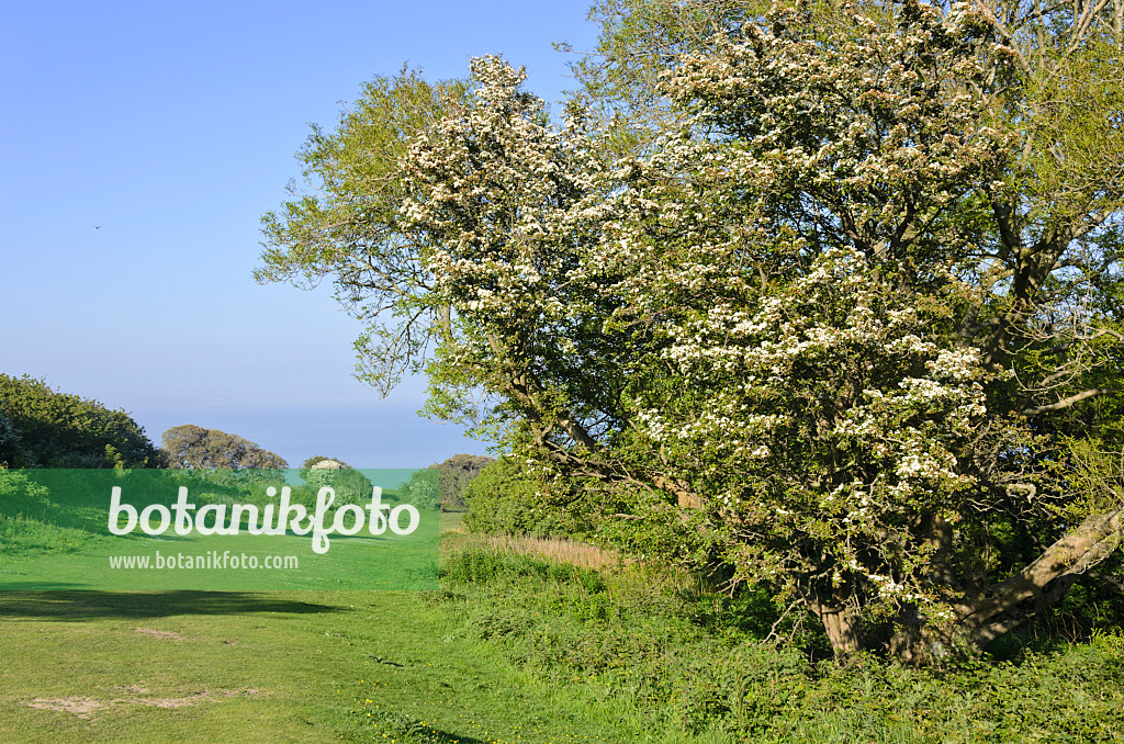 533374 - Common hawthorn (Crataegus monogyna), Beachy Head, South Downs National Park, Great Britain