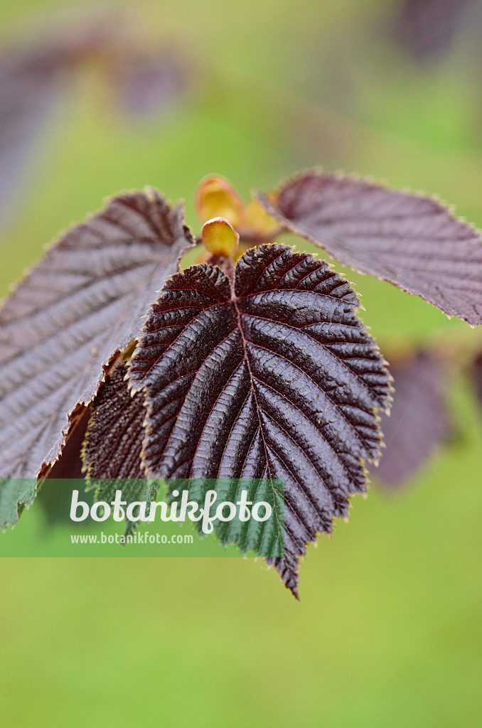 520011 - Common hazel (Corylus avellana 'Rote Zellernuss')