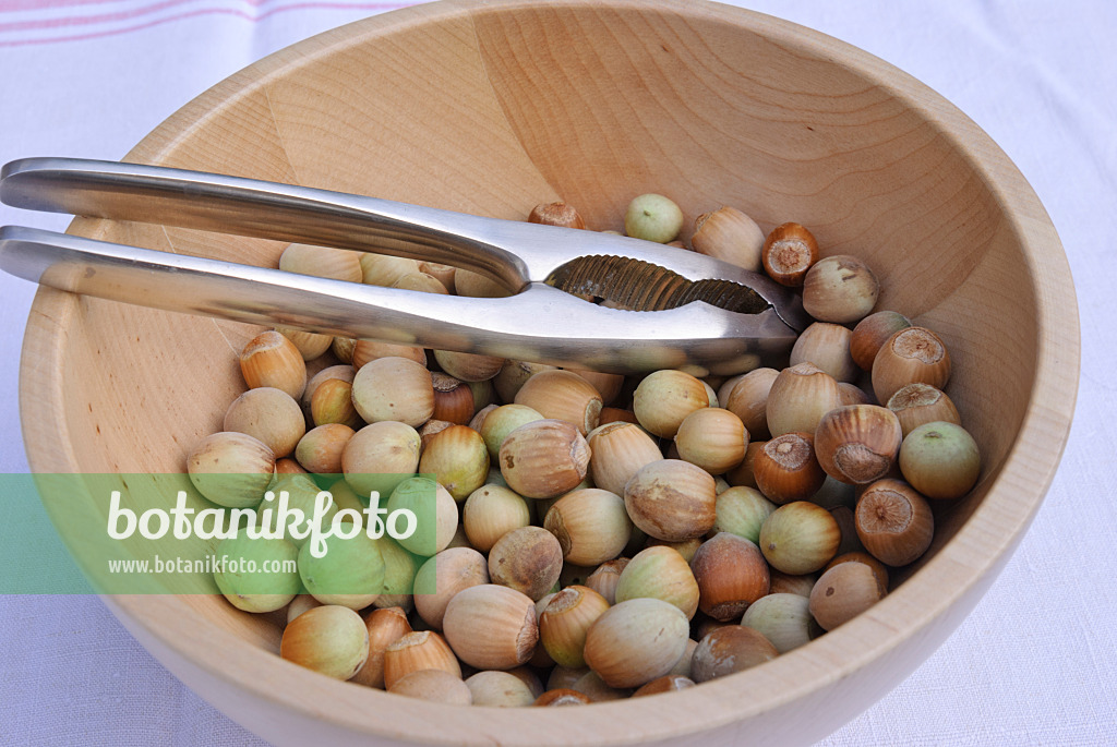 483043 - Common hazels (Corylus avellana) in a wooden bowl